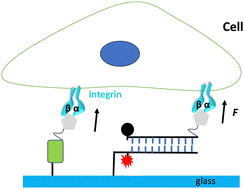 Graphical abstract: A multiplexed tension sensor reveals the distinct levels of integrin-mediated forces in adherent cells