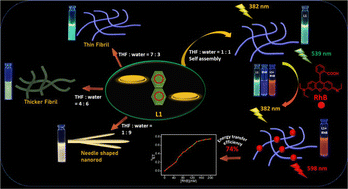 Graphical abstract: A naphthalene–phenanthro[9,10-d]imidazole-based π-conjugated molecule with a self-assembly-induced tuneable multiple fluorescence output exhibits artificial light-harvesting properties
