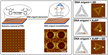 Graphical abstract: Selective placement of functionalised DNA origami via thermal scanning probe lithography patterning
