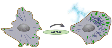 Graphical abstract: YAP/TAZ cytoskeletal remodelling is driven by mechanotactic and electrotactic cues