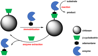 Graphical abstract: Use of supramolecular chemistry based on β-cyclodextrin-grafted chitosan beads to prepare green biocatalytic materials