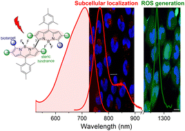 Graphical abstract: Heavy-atom-free BODIPY-based photodynamic therapy agents activated at long wavelengths