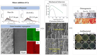 Graphical abstract: Potential of biodegradable Zn alloys with fine grains for orthopedic and antibacterial applications