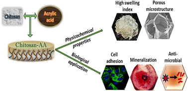 Graphical abstract: Chitosan–acrylic acid biomaterial with an antimicrobial nature supports biomineralization and is suitable for bone tissue regeneration