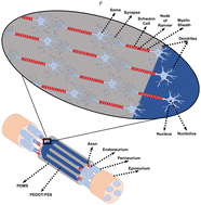 Graphical abstract: PDMS-based flexible and conductive composite films containing modified PEDOT:PSS coated channels as a potential neural conduit