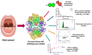 Graphical abstract: Targeted suppression of oral squamous cell carcinoma by pyrimidine-tethered quinoxaline derivatives