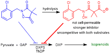 Graphical abstract: Evaluation of ketoclomazone and its analogues as inhibitors of 1-deoxy-d-xylulose 5-phosphate synthases and other thiamine diphosphate (ThDP)-dependent enzymes