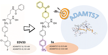 Graphical abstract: Design, synthesis and biological evaluation of arylsulfonamides as ADAMTS7 inhibitors
