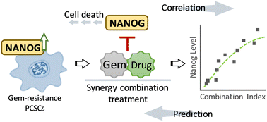 Graphical abstract: Prediction of synergistic gemcitabine-based combination treatment through a novel tumor stemness biomarker NANOG in pancreatic cancer