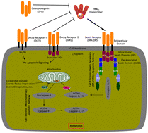Graphical abstract: Chemical synthetic approaches to mimic the TRAIL: promising cancer therapeutics