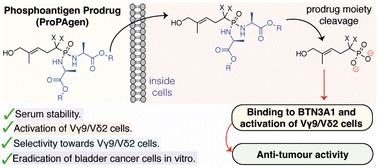 Graphical abstract: Phosphonodiamidate prodrugs of phosphoantigens (ProPAgens) exhibit potent Vγ9/Vδ2 T cell activation and eradication of cancer cells