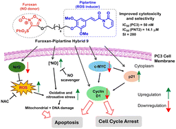 Graphical abstract: Furoxan–piplartine hybrids as effective NO donors and ROS inducers in PC3 cancer cells: design, synthesis, and biological evaluation