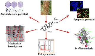 Graphical abstract: A comprehensive apoptotic assessment of niloticin in cervical cancer cells: a tirucallane-type triterpenoid from Aphanamixis polystachya (Wall.) Parker
