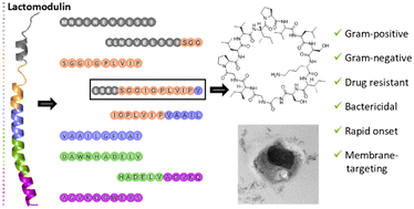 Graphical abstract: Human microbiome derived synthetic antimicrobial peptides with activity against Gram-negative, Gram-positive, and antibiotic resistant bacteria