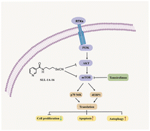 Graphical abstract: SLL-1A-16 suppresses proliferation and induces autophagy in non-small-cell lung cancer cells via the AKT/mTOR signaling pathway
