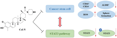 Graphical abstract: Synthesis of a celastrol derivative as a cancer stem cell inhibitor through regulation of the STAT3 pathway for treatment of ovarian cancer