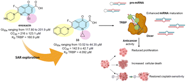 Graphical abstract: New anti-ovarian cancer quinolone derivatives acting by modulating microRNA processing machinery