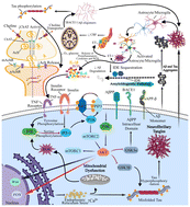 Graphical abstract: Pathogenesis of Alzheimer's disease and therapeutic strategies involving traditional Chinese medicine