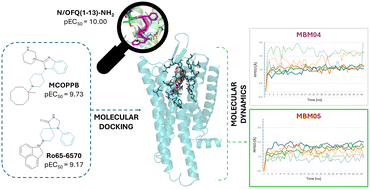 Graphical abstract: Probing non-peptide agonists binding at the human nociceptin/orphanin FQ receptor: a molecular modelling study