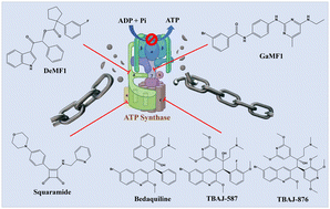 Graphical abstract: Breaking the energy chain: importance of ATP synthase in Mycobacterium tuberculosis and its potential as a drug target