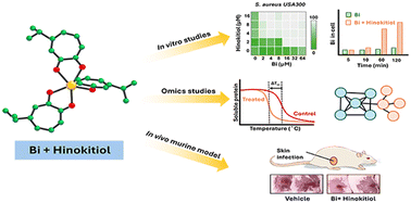 Graphical abstract: Hinokitiol potentiates antimicrobial activity of bismuth drugs: a combination therapy for overcoming antimicrobial resistance