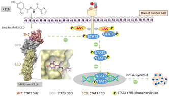Graphical abstract: An allosteric inhibitor targeting the STAT3 coiled-coil domain selectively suppresses proliferation of breast cancer
