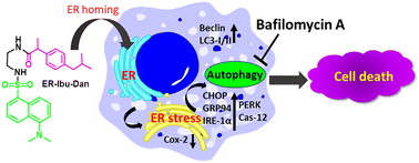 Graphical abstract: Relocating NSAIDs into the endoplasmic reticulum induces ER stress-mediated apoptosis in cancer cells