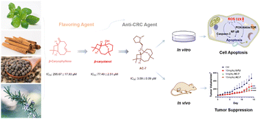 Graphical abstract: Design, synthesis and biological evaluation of novel β-caryophyllene derivatives as potential anti-cancer agents through the ROS-mediated apoptosis pathway
