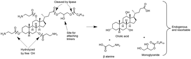 Graphical abstract: Design, synthesis, antimicrobial activity, stability, and mechanism of action of bioresorbable ceragenins