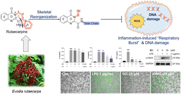 Graphical abstract: Rutaecarpine derivatives synthesized via skeletal reorganization alleviate inflammation-associated oxidative damage by inhibiting the MAPK/NF-κB signaling pathway