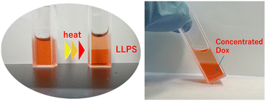 Graphical abstract: Liquid metal–polymer nano-microconjugations as an injectable and photo-activatable drug carrier