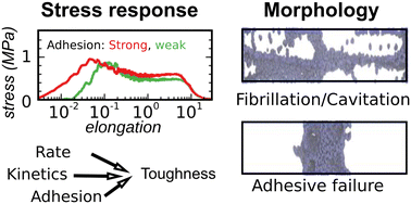 Graphical abstract: Mesoscale modelling of polymer-mediated adhesion: application to tack tests