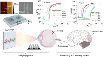 Graphical abstract: Tunable synaptic behaviors of solution-processed InGaO films for artificial visual systems