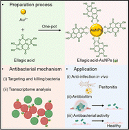 Graphical abstract: Ellagic acid-modified gold nanoparticles to combat multi-drug resistant bacterial infections in vitro and in vivo