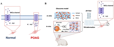 Graphical abstract: Self-generating electricity system driven by aqueous humor flow and trabecular meshwork contraction motion activated BCKa for glaucoma intraocular pressure treatment