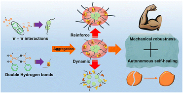 Graphical abstract: Autonomous self-healing and superior tough polyurethane elastomers enabled by strong and highly dynamic hard domains