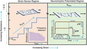 Graphical abstract: Stretchable hierarchical metal wire networks for neuromorphic emulation of nociception and anti-nociception
