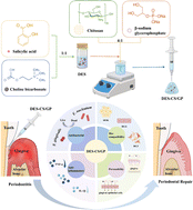 Graphical abstract: Development of an injectable salicylic acid–choline eutectic hydrogel for enhanced treatment of periodontitis