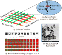 Graphical abstract: Liquid ferrofluid synapses for spike-based neuromorphic learning