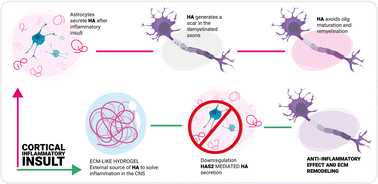 Graphical abstract: Hyaluronic acid-based hydrogels modulate neuroinflammation and extracellular matrix remodelling in multiple sclerosis: insights from a primary cortical cell model