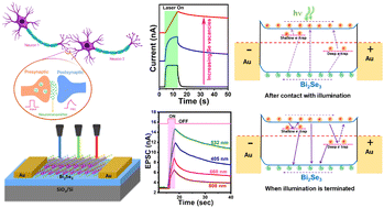 Graphical abstract: Defect-engineered 2D Bi2Se3-based broadband optoelectronic synapses with ultralow energy consumption for neuromorphic computing