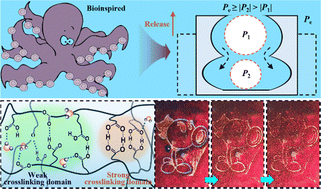 Graphical abstract: Self-damping photonic crystals with differentiated reversible crosslinking domains for biomimetic delayed visual perception of underwater impact stress
