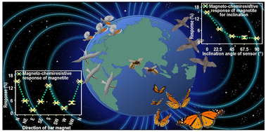 Graphical abstract: Discovery of magnetic field line dependent anisotropic chemiresistive response in magnetite: a new piece to the puzzle of magnetoreception