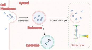 Graphical abstract: Advancing endosomal escape of polymeric nanoparticles: towards improved intracellular delivery