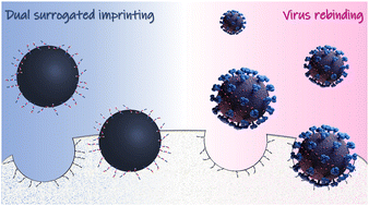 Graphical abstract: Dual surrogate imprinting: an innovative strategy for the preparation of virus-selective particles