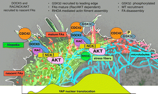 Graphical abstract: Integration of focal adhesion morphogenesis and polarity by DOCK5 promotes YAP/TAZ-driven drug resistance in TNBC