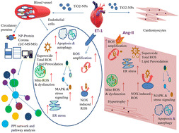 Graphical abstract: Human circulatory proteome interaction, oxidative stress-associated signalling and cardiovascular implications during titanium dioxide nanoparticle (TiO2-NP) exposure