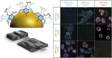 Graphical abstract: Multiplexed immunolabelling of cancer using bioconjugated plasmonic gold–silver alloy nanoparticles