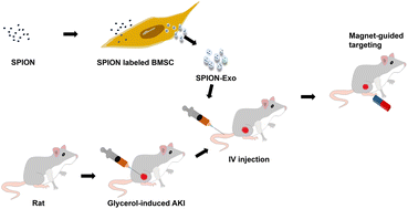 Graphical abstract: Targeted treatment of rat AKI induced by rhabdomyolysis using BMSC derived magnetic exosomes and its mechanism
