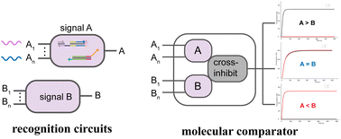 Graphical abstract: Scalable DNA recognition circuits based on DNA strand displacement